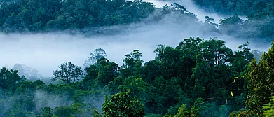 Kerala Nelliyampathy