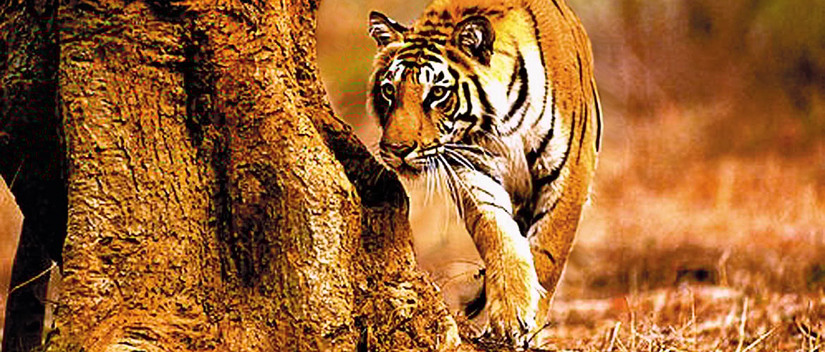 Road Trip Hyderabad-Pench-Hyderabad