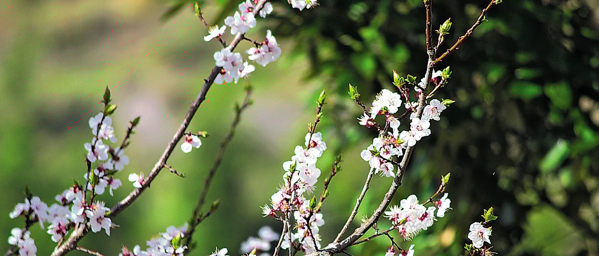 Uttarakhand A Quick Guide To Ramgarh