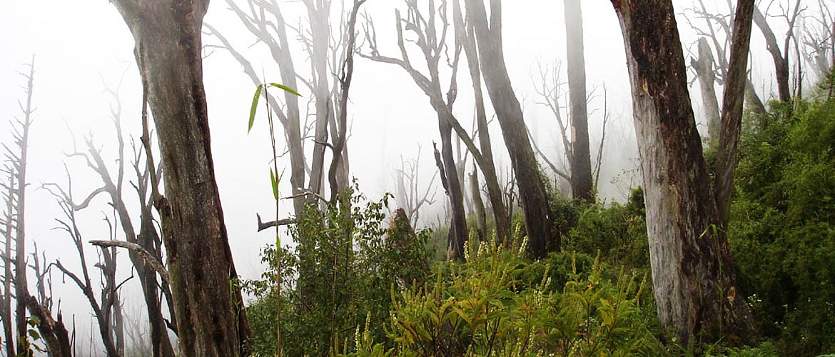 West Bengal Live Your Wildlife Dream