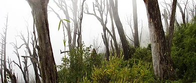 West Bengal Live Your Wildlife Dream