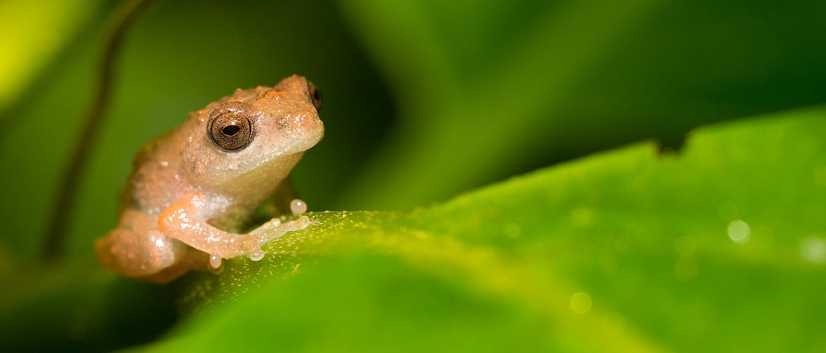 Amboli In Search of The Flying Frog