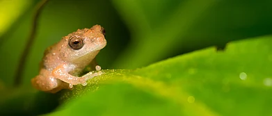 Amboli In Search of The Flying Frog