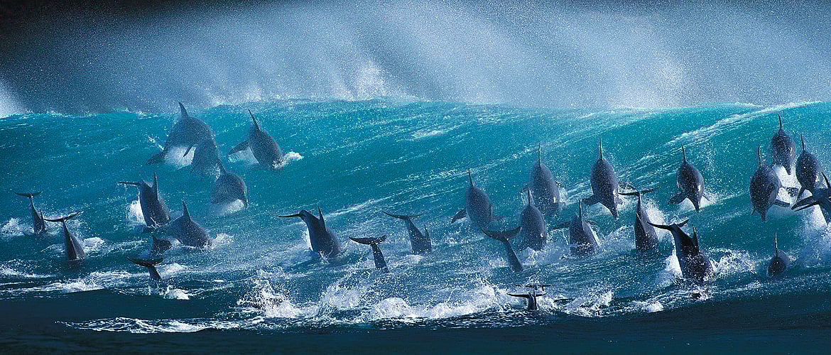 South Africa 6 Unforgettable Marine Safaris