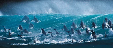 South Africa 6 Unforgettable Marine Safaris