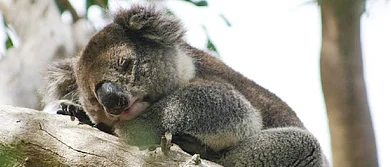 Australia Koala All the Way