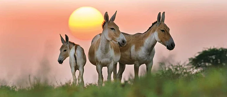 Asiatic wild asses at Little Rann of Kutch - null