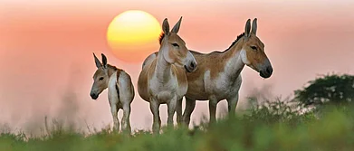 Asiatic wild asses at Little Rann of Kutch