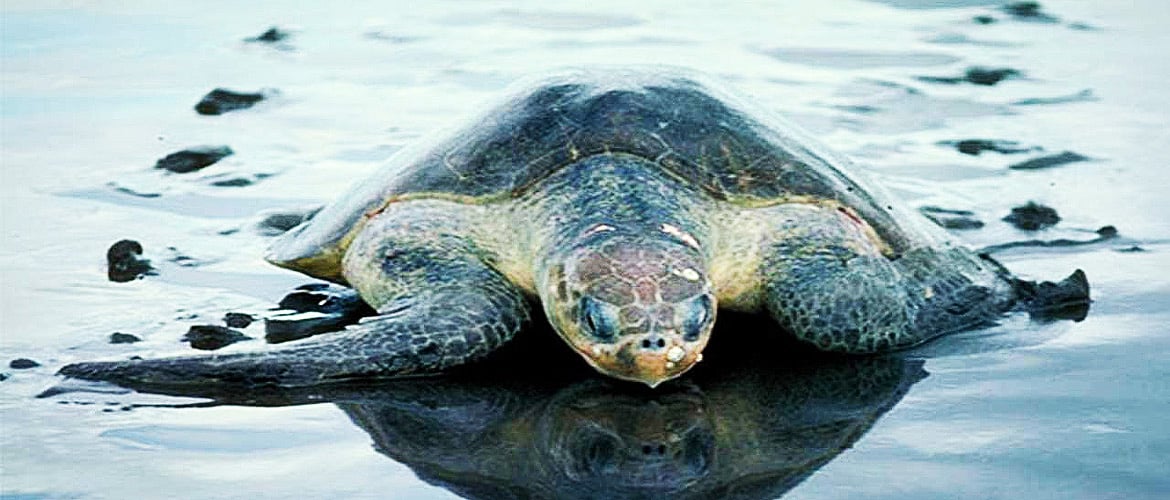 Maharashtra Turtle Walk
