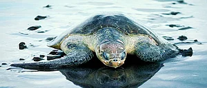 Maharashtra Turtle Walk