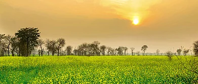 Punjab Mustard Fields Forever