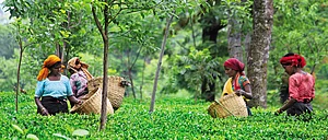 Himachal Pradesh Rediscovering Kangra