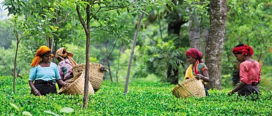 Himachal Pradesh Rediscovering Kangra