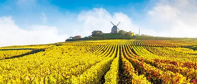Getty Images : Vineyards in Fall