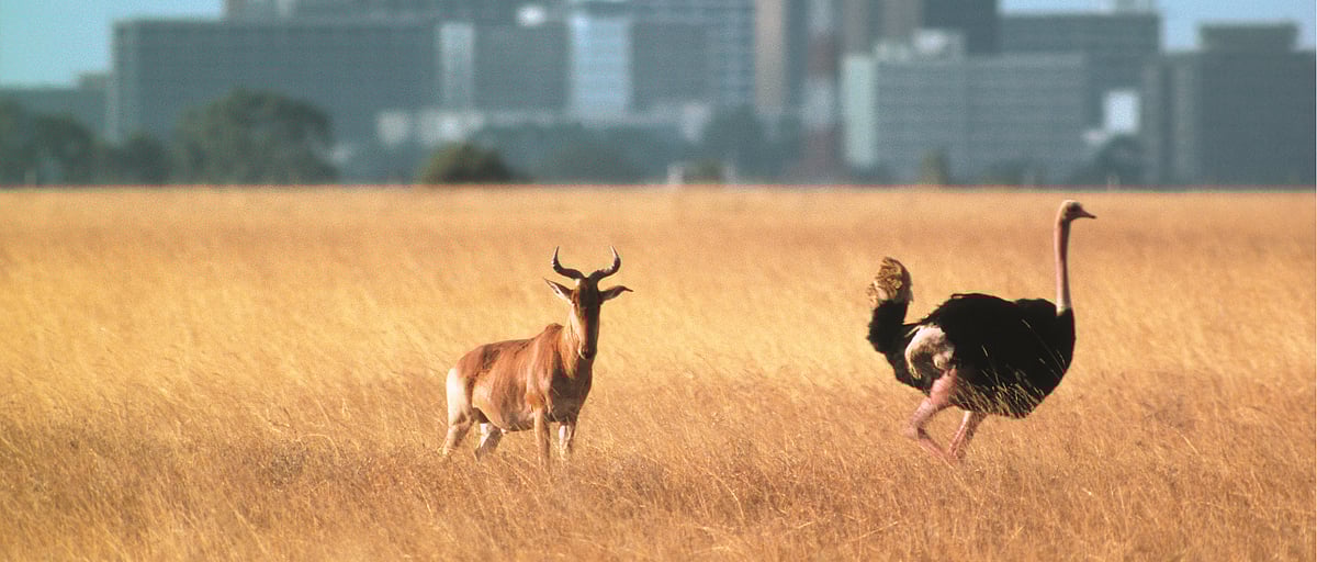 Kenya 48 Hours in Nairobi 