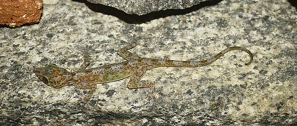 6 Lesser-Known Parks to Visit in India