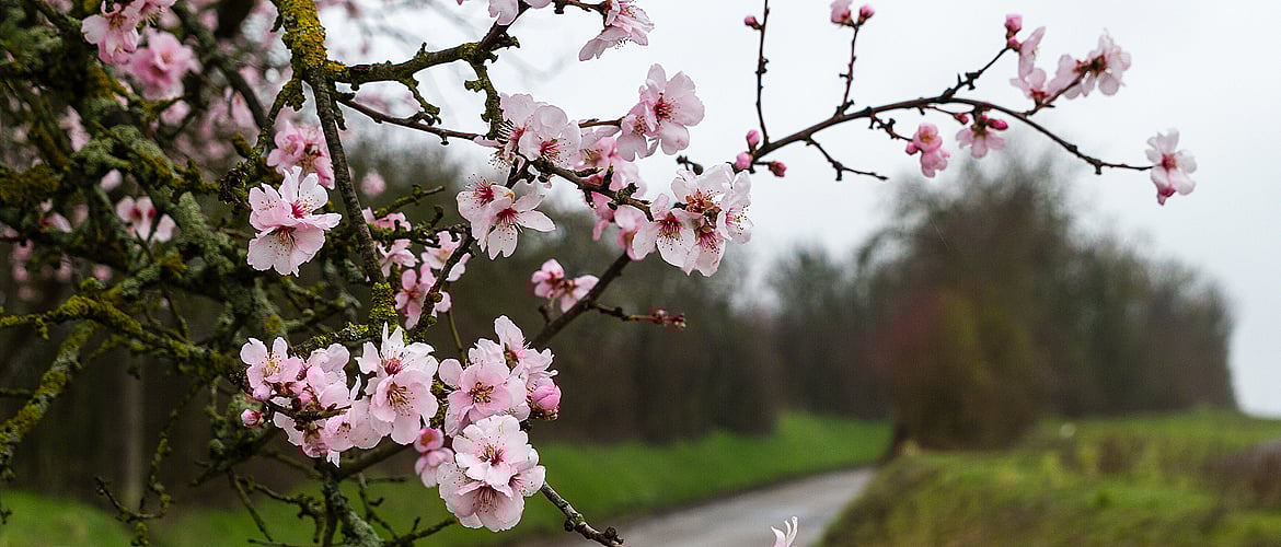 Shillong Cherry Blossom Fields Forever
