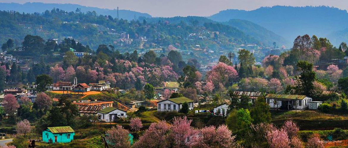 Shillong Visit the Cherry Blossom Festival