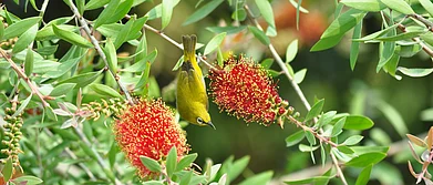 Author : An oriental white eye amidst blooms