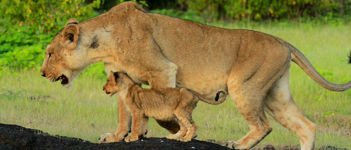 Gujarat Looking for Lions at Gir National Park