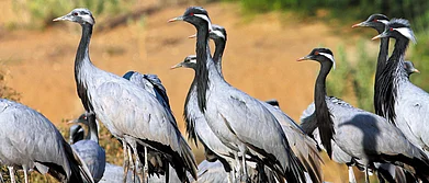 Shutterstock : Indias natural bounty offers many serene experiences