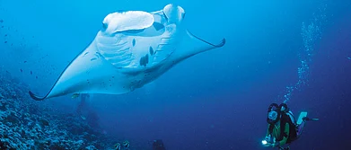 Maldives The Mother of All Diving Holidays