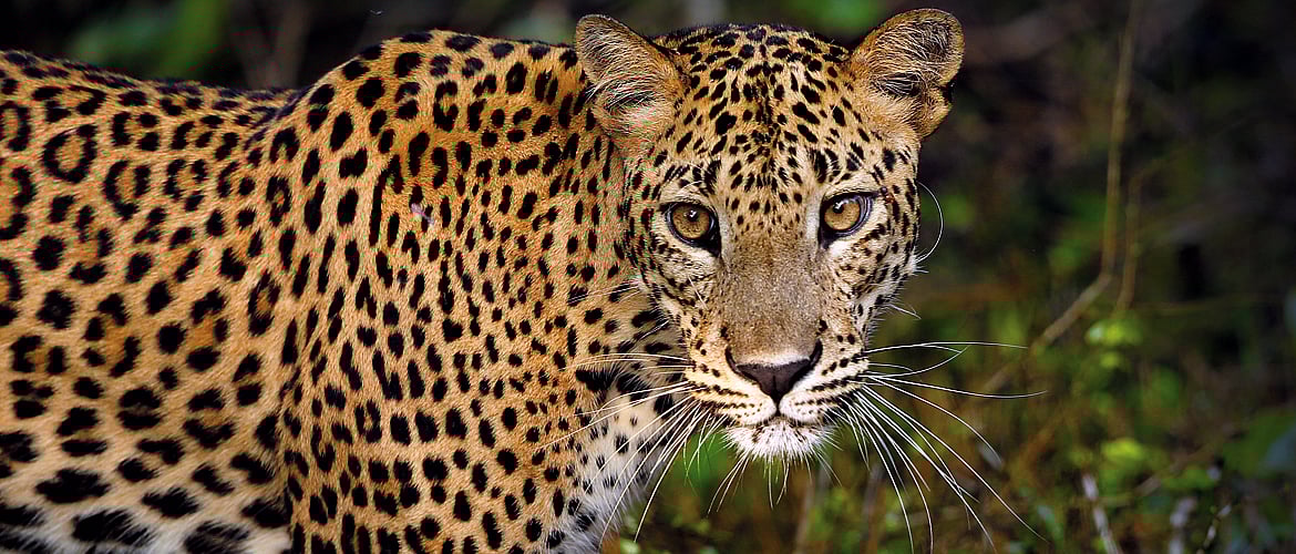 A Srilankan Leopard in the wild