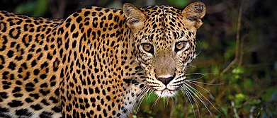 A Srilankan Leopard in the wild