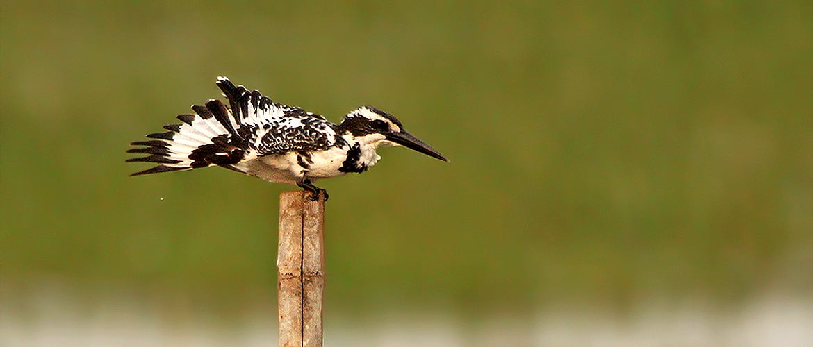 Chilika For a Winter Rendezvous