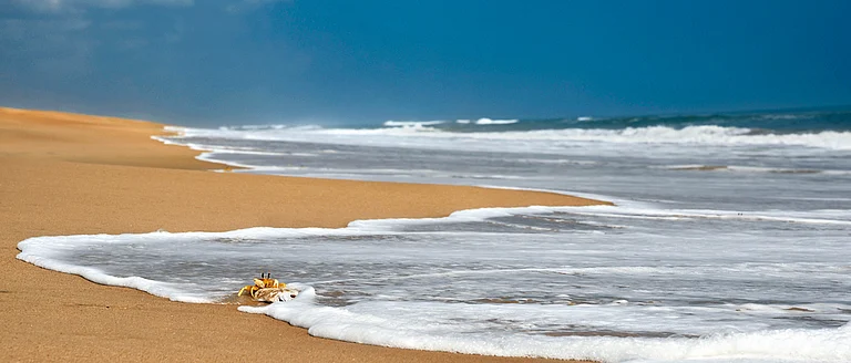 A crab scavenges on a dead fish at the sea Mouth Island - null