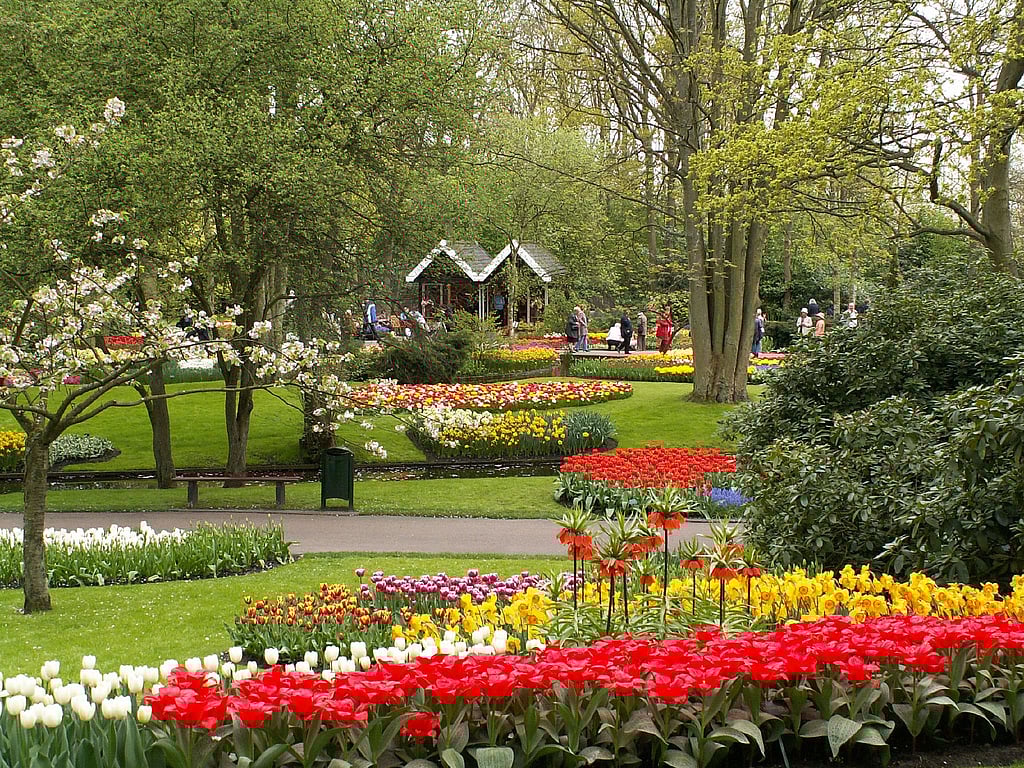 Tupils in full bloom at Keukenhof Garden