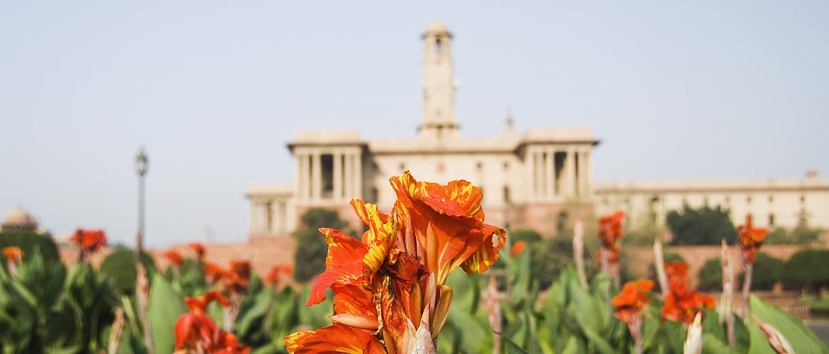 Delhi Tulips and Roses at Mughal Gardens