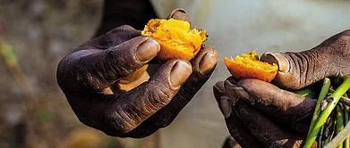 Maharashtras Feast In The Forest