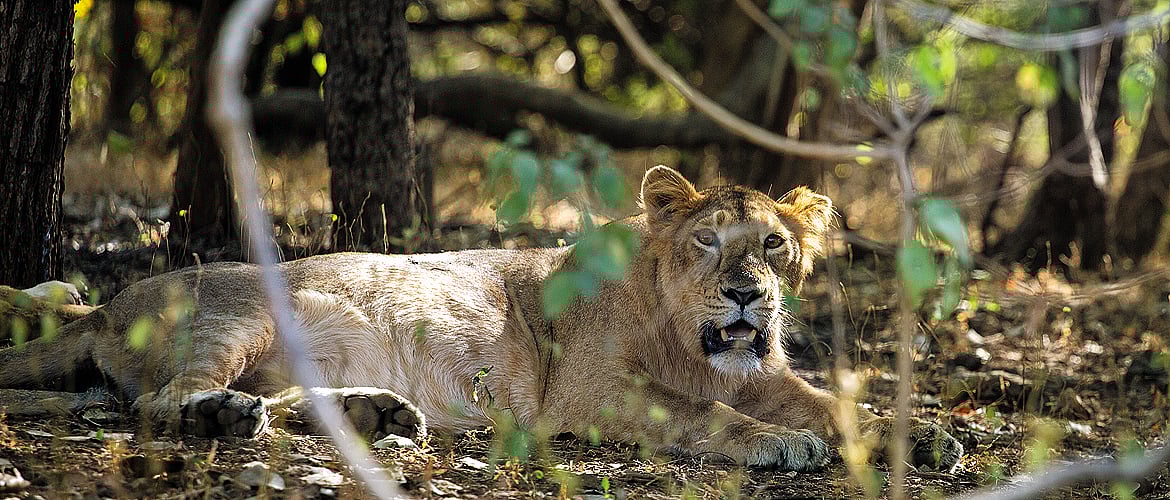 The Last Lions of Gir
