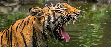 The Sundarban Tiger Reserve is spread over 2,585 sq km