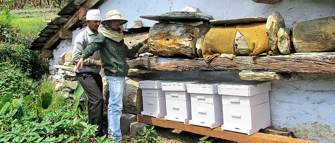 There are efforts to revive beekeeping in Devalsari