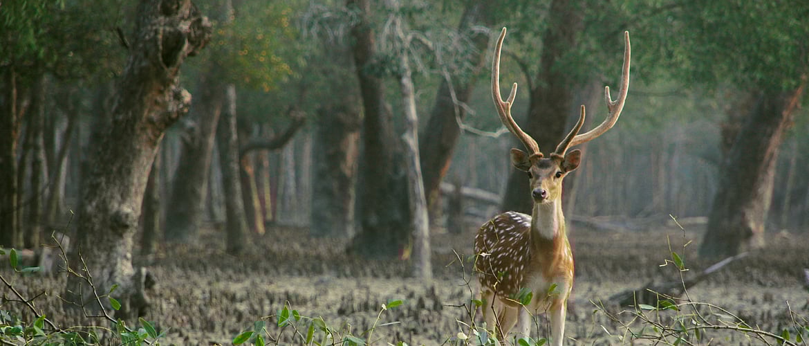 5 Best Wildlife Sanctuaries Of Bengal