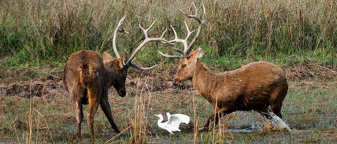 Barasingha males in a duel