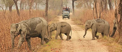 Wild elephants at Kaziranga National Park
