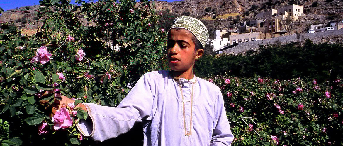 Enjoy rose season in Omans Jabal Akhdar