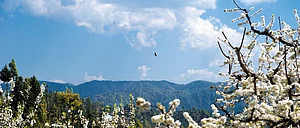 Mukteshwar in springtime