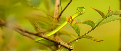 A vine snake in Agumbe, Karnataka