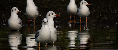 Assam is a birders paradise