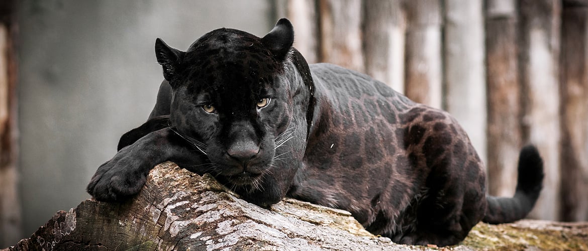 Black panther spotted in Odisha after two decades