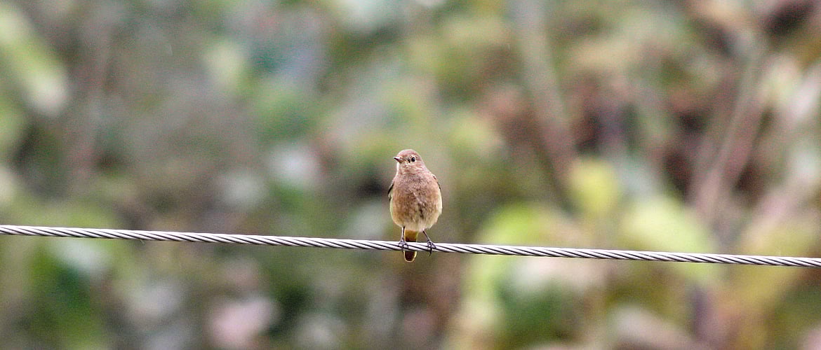 A female pied bushchat