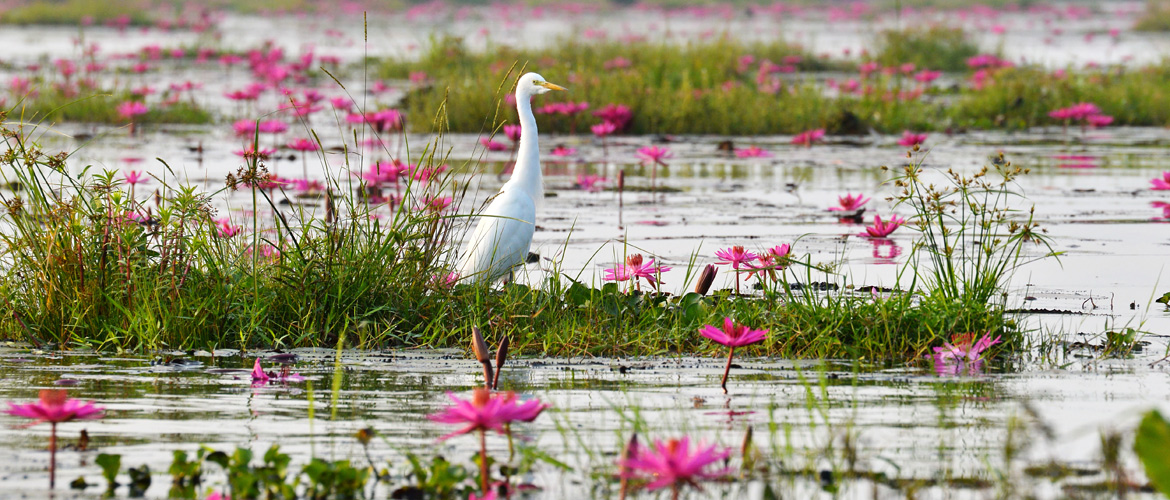 Chilika Lake is great for birding, through all seasons