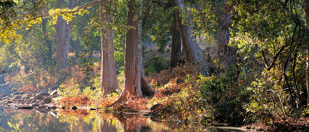 Old-growth trees stand regally next to a quiet stream in Satpura National Park