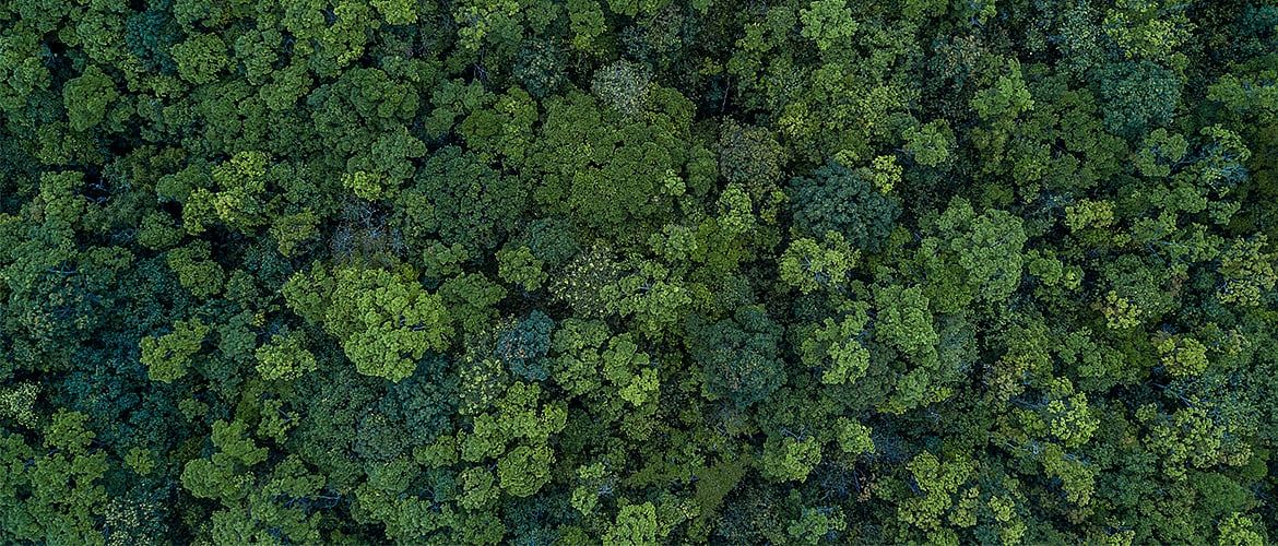 Walk Among Clouds With These Tree Top Adventures