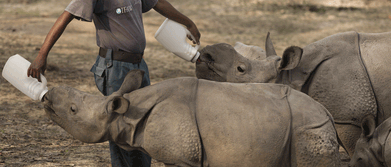 Baby rhinos in the CWRC section of the Kaziranga National Park being fed milk