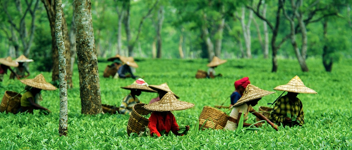 The Assamese tea plantations near Kaziranga are a popular location